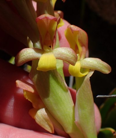 Disa bolusiana, photographed by Nicola van Berkel