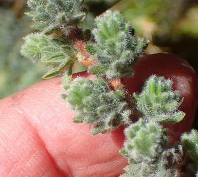 Cliffortia eriocephalina, photographed by Nicola van Berkel