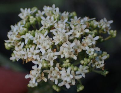 Selago dolosa, photographed by Nicola van Berkel