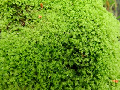 Lophocolea semiteres, photographed by Susan Marley