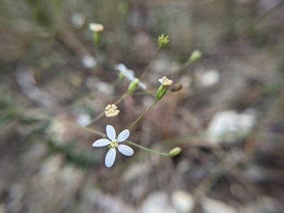 Chaetopappa effusa