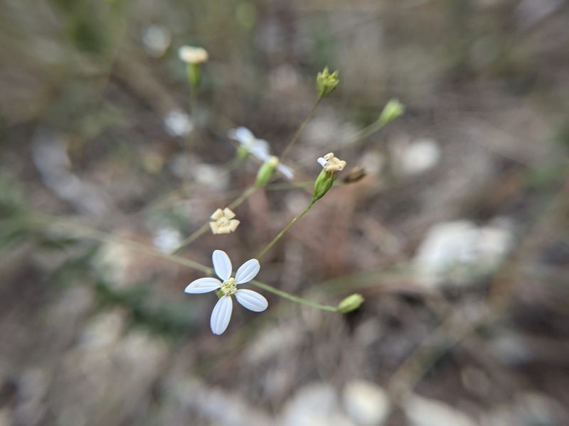Chaetopappa effusa, photographed by Cleveland Powell