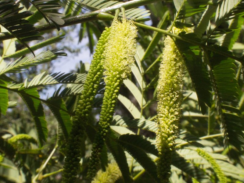 Parapiptadenia rigida, photographed by Fernando Sessegolo
