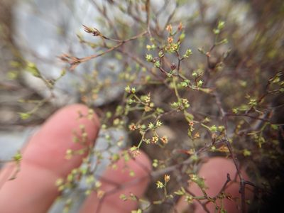 Paronychia lindheimeri, photographed by Cleveland Powell