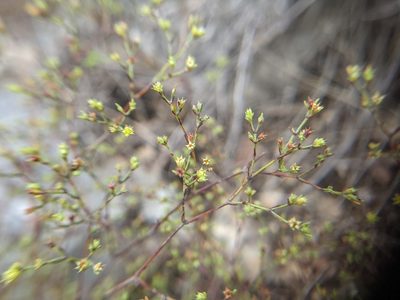 Paronychia lindheimeri, photographed by Cleveland Powell