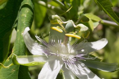 Passiflora tenuifila, photographed by Fernando Sessegolo