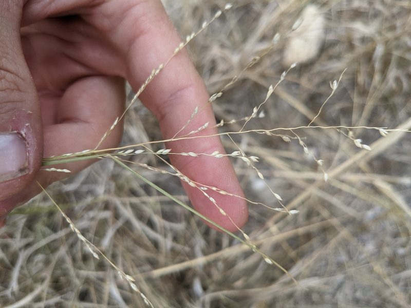 Panicum coloratum, photographed by Cleveland Powell