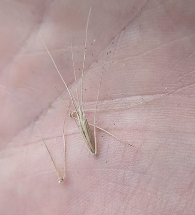 Elymus interruptus, photographed by Cleveland Powell