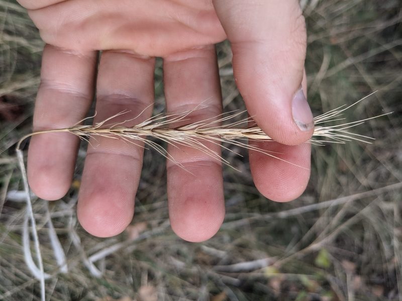 Elymus interruptus, photographed by Cleveland Powell
