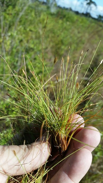 Eleocharis baldwinii, photographed by Jay Horn