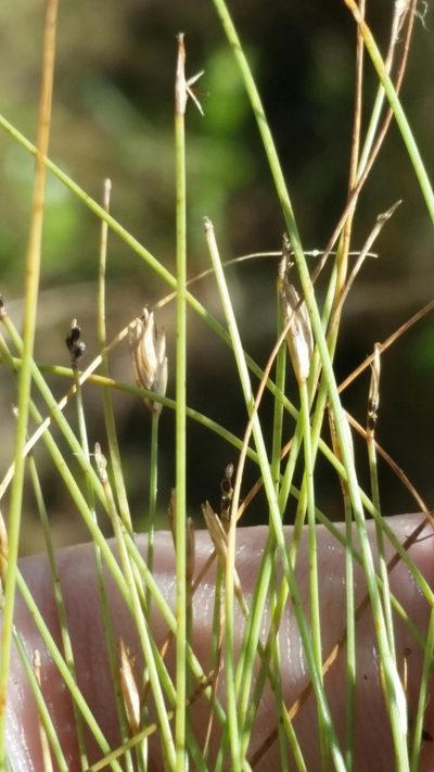 Eleocharis baldwinii, photographed by Jay Horn