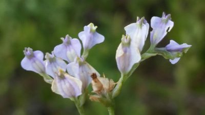 Burmannia biflora, photographed by Jay Horn