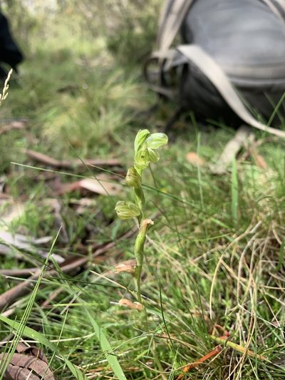 Pterostylis mutica, photographed by Lukas Clews