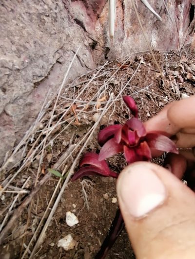 Bletia brevicaulis, photographed by Corrales Jesus