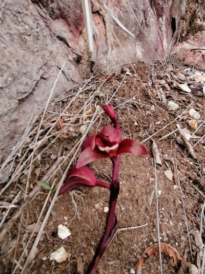 Bletia brevicaulis, photographed by Corrales Jesus