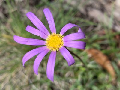 Calotis scabiosifolia, photographed by Lukas Clews