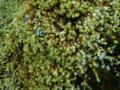 Anacolia menziesii, photographed by Randal