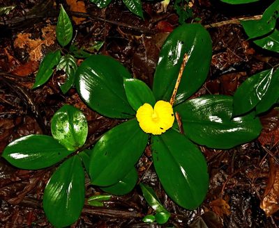 Chamaecostus acaulis, photographed by Sidnei Dantas