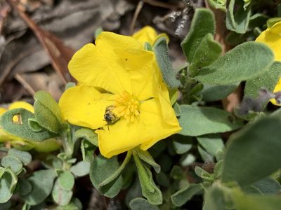 Hibbertia obtusifolia, photographed by Lukas Clews