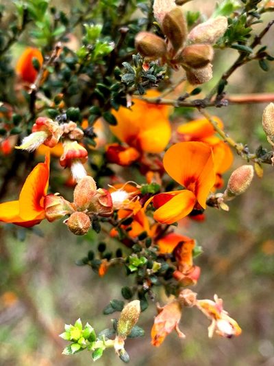 Oxylobium oxylobioides, photographed by Lukas Clews