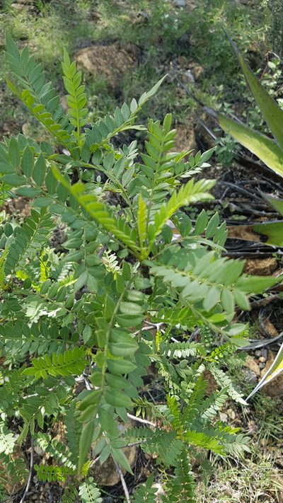 Pseudosmodingium andrieuxii, photographed by Martín Sánchez Vilchis
