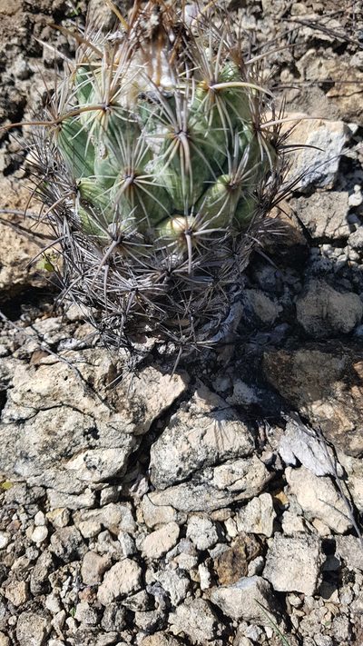 Coryphantha pallida, photographed by Martín Sánchez Vilchis
