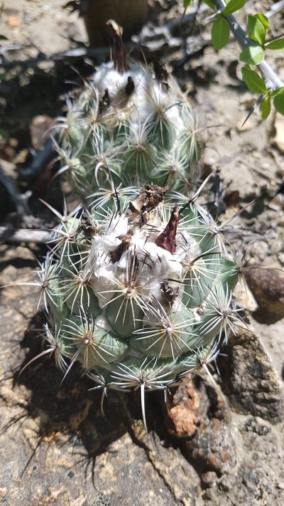 Coryphantha pallida, photographed by Martín Sánchez Vilchis