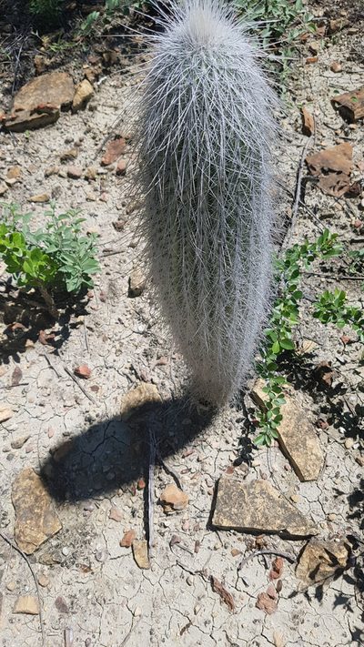 Cephalocereus columna-trajani, photographed by Martín Sánchez Vilchis