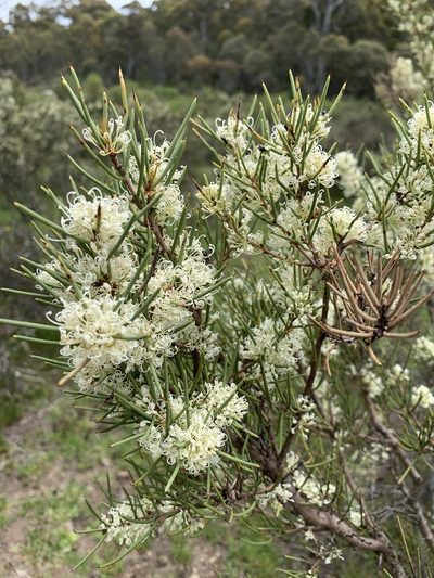 Hakea microcarpa, photographed by Lukas Clews