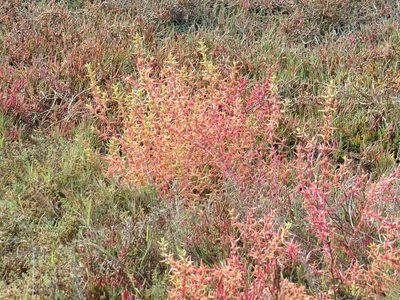 Salsola soda, photographed by Garth Harwood