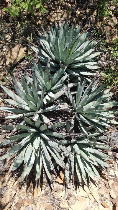 Agave macroacantha, photographed by Martín Sánchez Vilchis