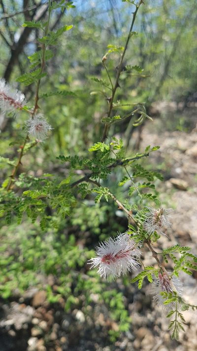 Mimosa luisana, photographed by Martín Sánchez Vilchis