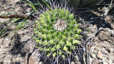 Mammillaria carnea, photographed by Martín Sánchez Vilchis
