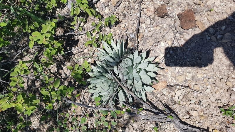 Agave macroacantha, photographed by Martín Sánchez Vilchis