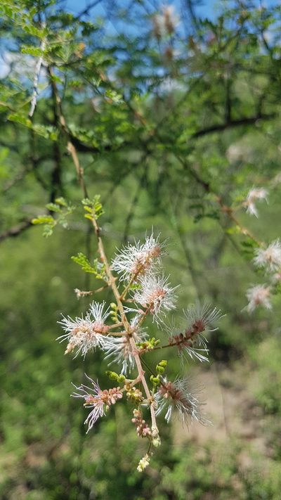 Mimosa luisana, photographed by Martín Sánchez Vilchis