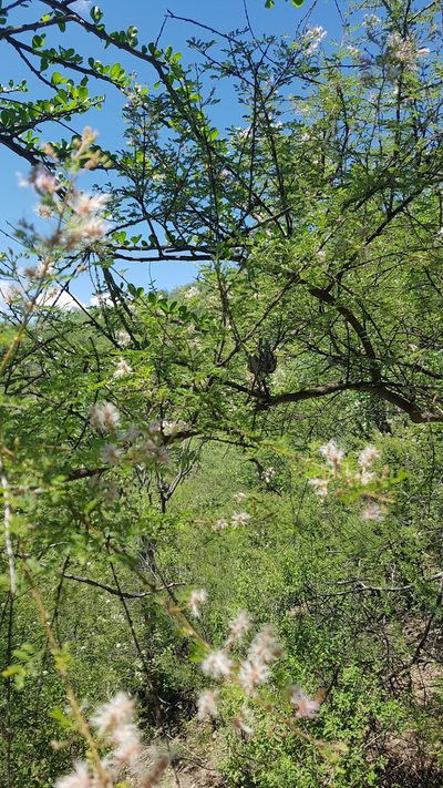 Mimosa luisana, photographed by Martín Sánchez Vilchis