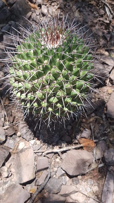 Mammillaria carnea, photographed by Martín Sánchez Vilchis