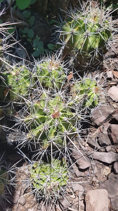 Ferocactus flavovirens, photographed by Martín Sánchez Vilchis