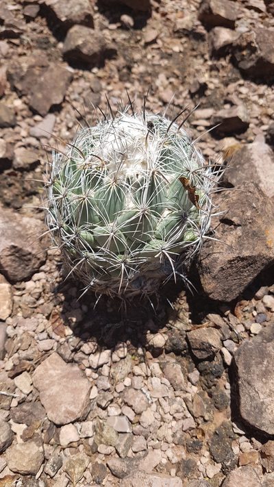 Coryphantha pallida, photographed by Martín Sánchez Vilchis