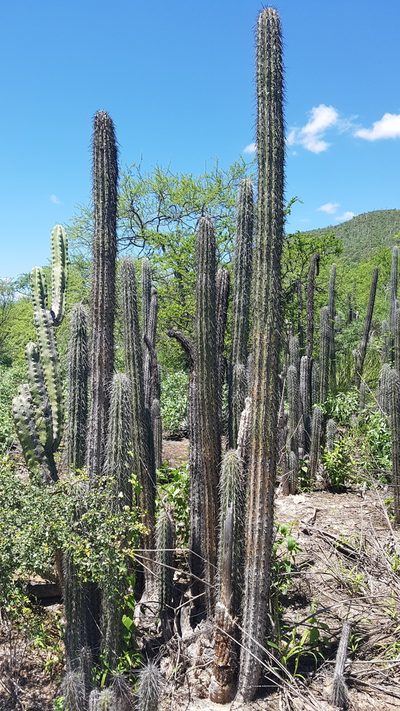 Lemaireocereus hollianus, photographed by Martín Sánchez Vilchis