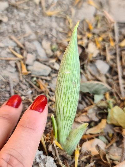 Synandrospadix vermitoxicus, photographed by Sol Quipildor