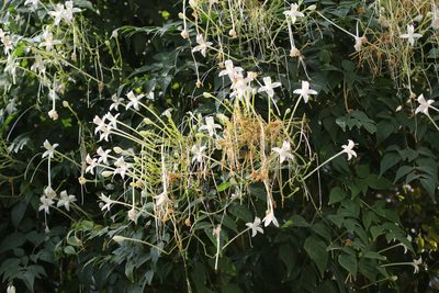 Millingtonia hortensis, photographed by Jacky Judas