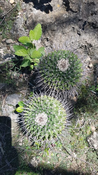Mammillaria carnea, photographed by Martín Sánchez Vilchis