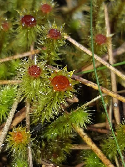 Breutelia pendula, photographed by georgiasteel