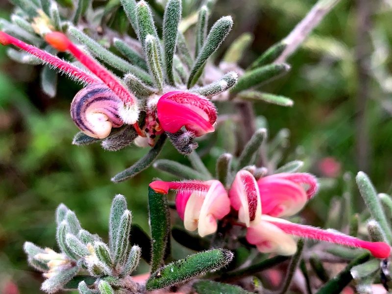 Grevillea lanigera, photographed by Lukas Clews