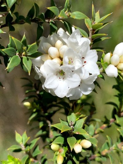 Epacris breviflora, photographed by Lukas Clews