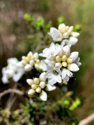 Epacris breviflora, photographed by Lukas Clews