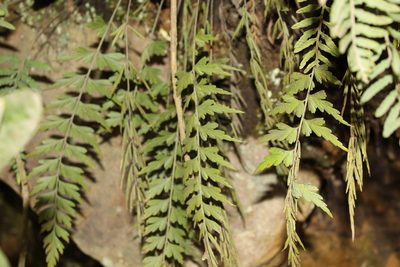 Asplenium praemorsum, photographed by Andrés Ramírez-Barrera