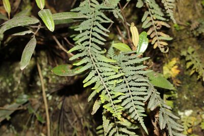Pleopeltis murorum, photographed by Andrés Ramírez-Barrera