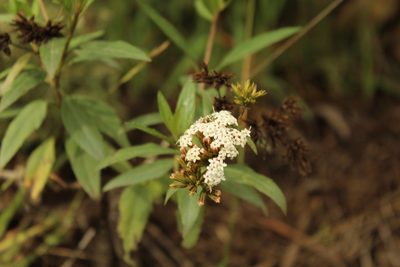 Stevia lucida, photographed by Andrés Ramírez-Barrera